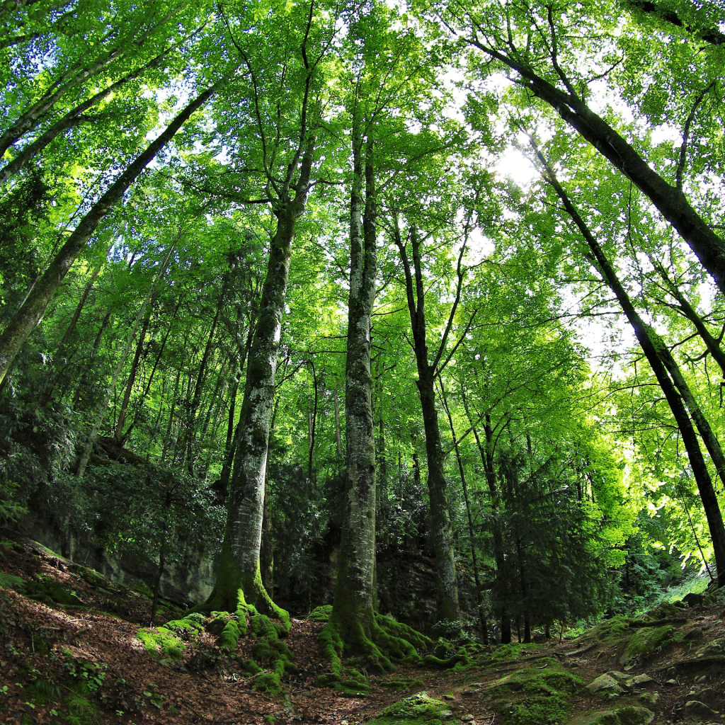 Sustainable Furniture: 4 Ways We Reduce Environmental Impact